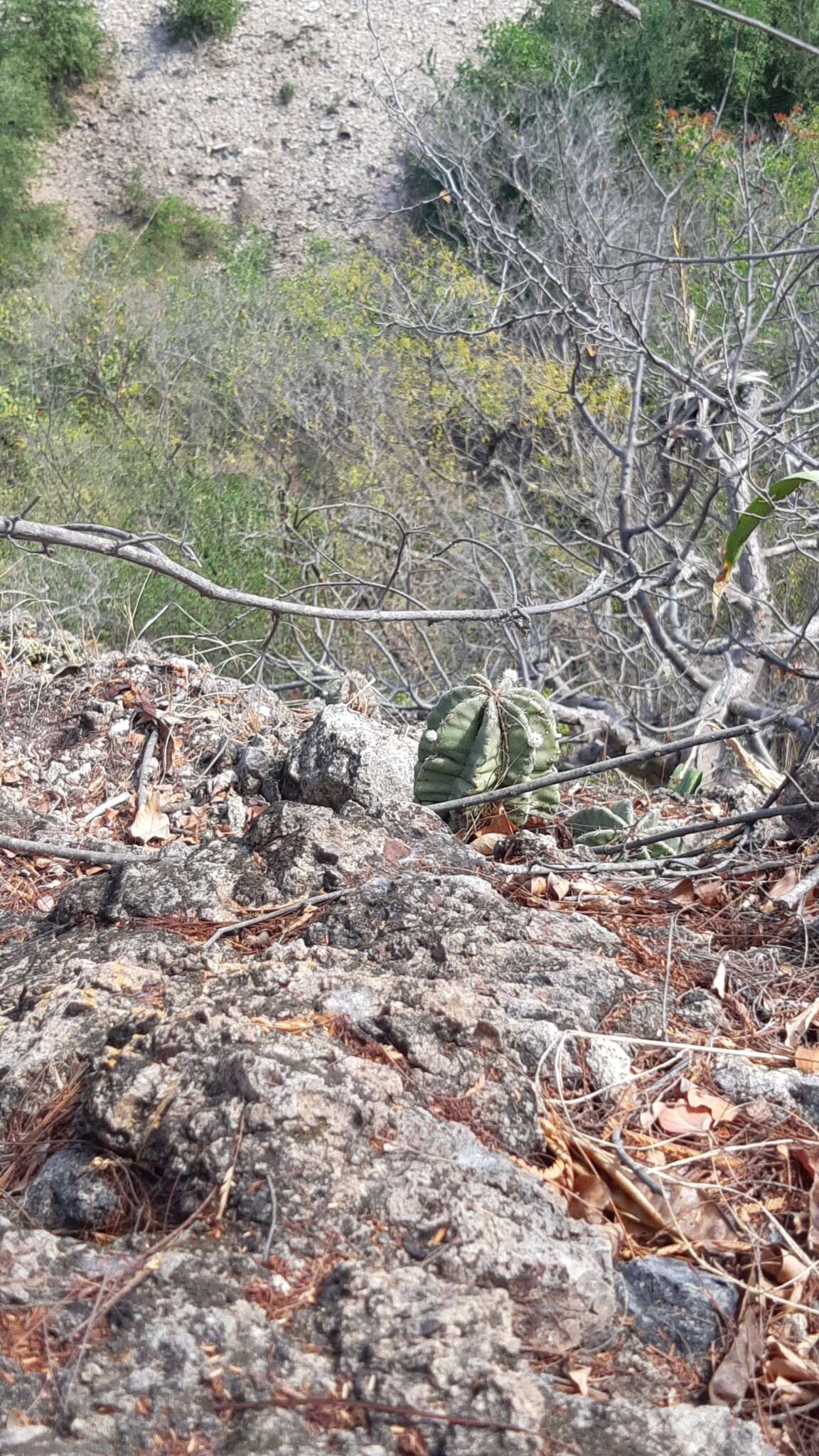 Sivun Echinocereus subinermis subsp. ochoterenae (J. G. Ortega) N. P. Taylor kuva