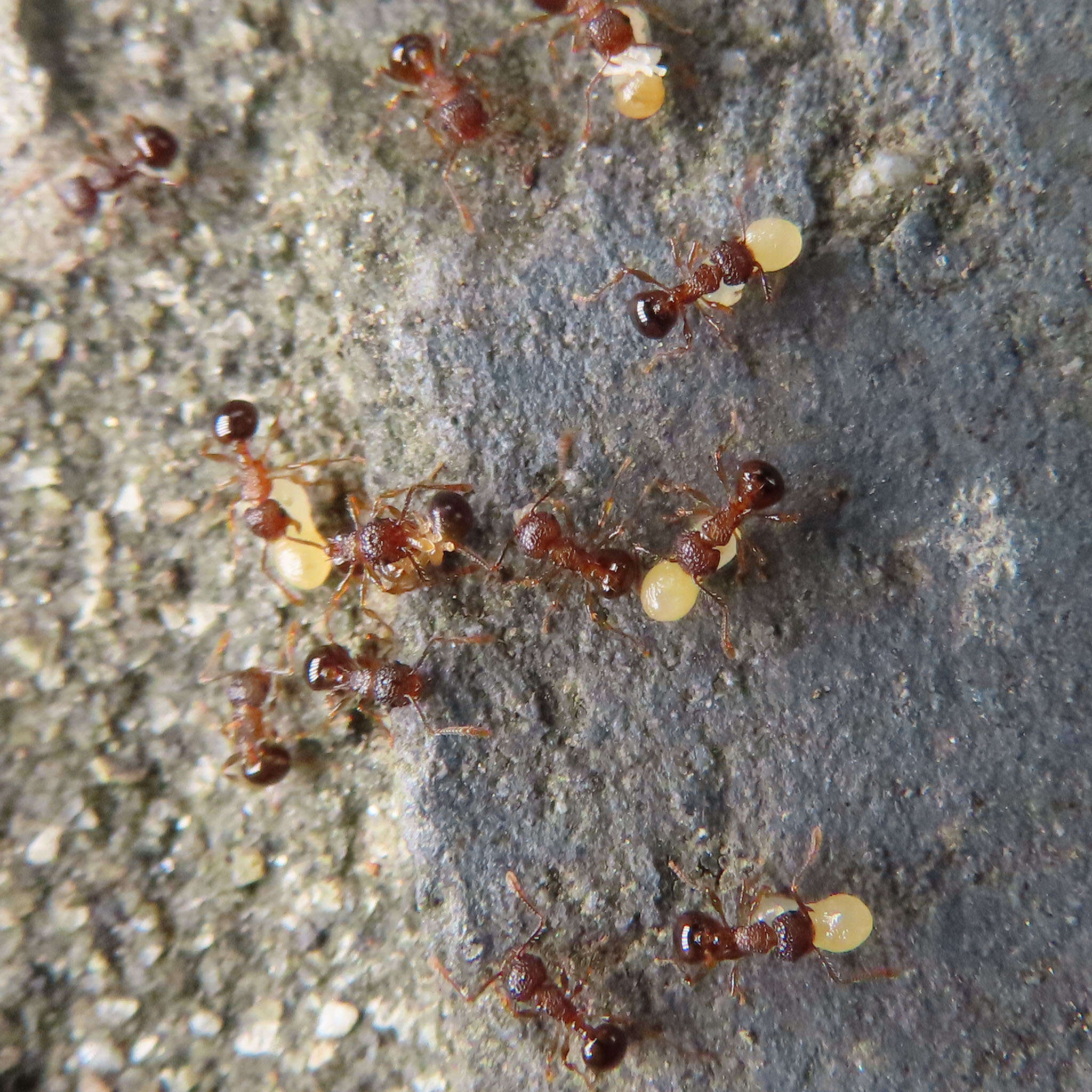 Image of Pristomyrmex punctatus (Smith 1860)