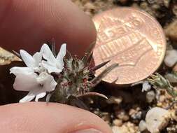 Image of dwarf western rosinweed