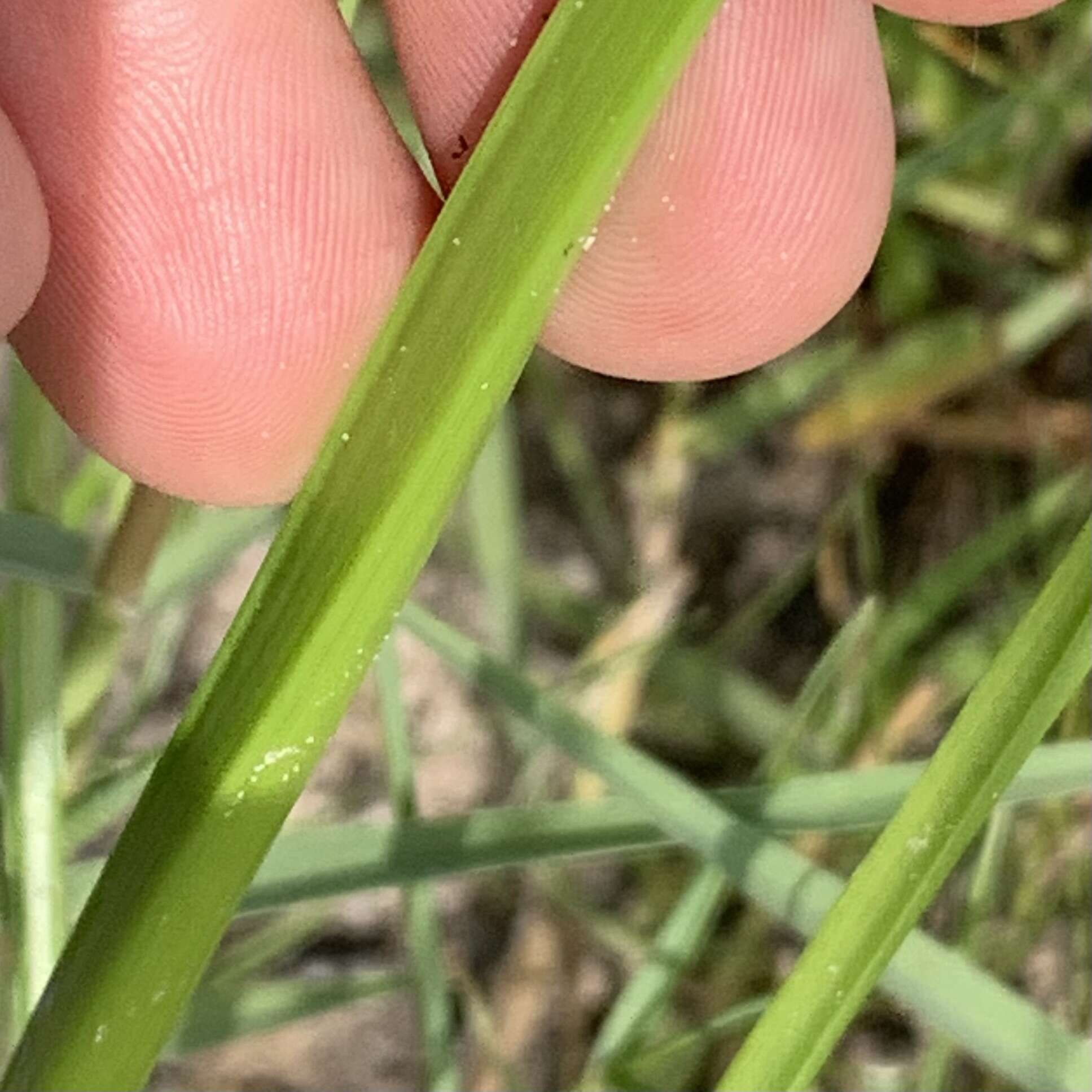 Cyperus macrostachyos Lam.的圖片