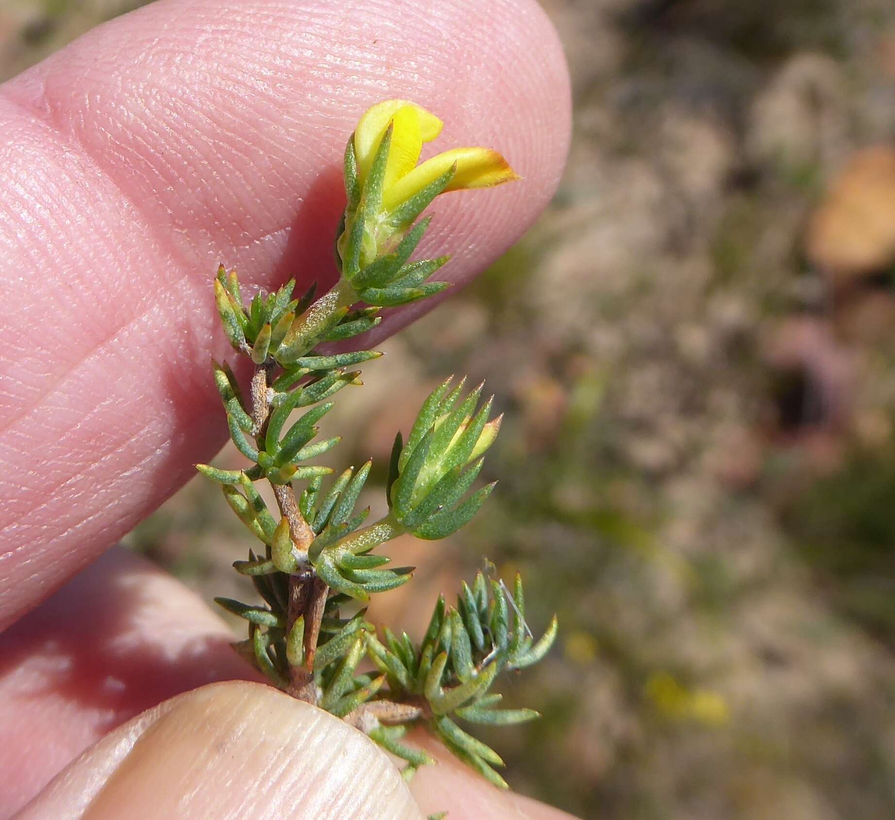 Слика од Aspalathus juniperina subsp. juniperina