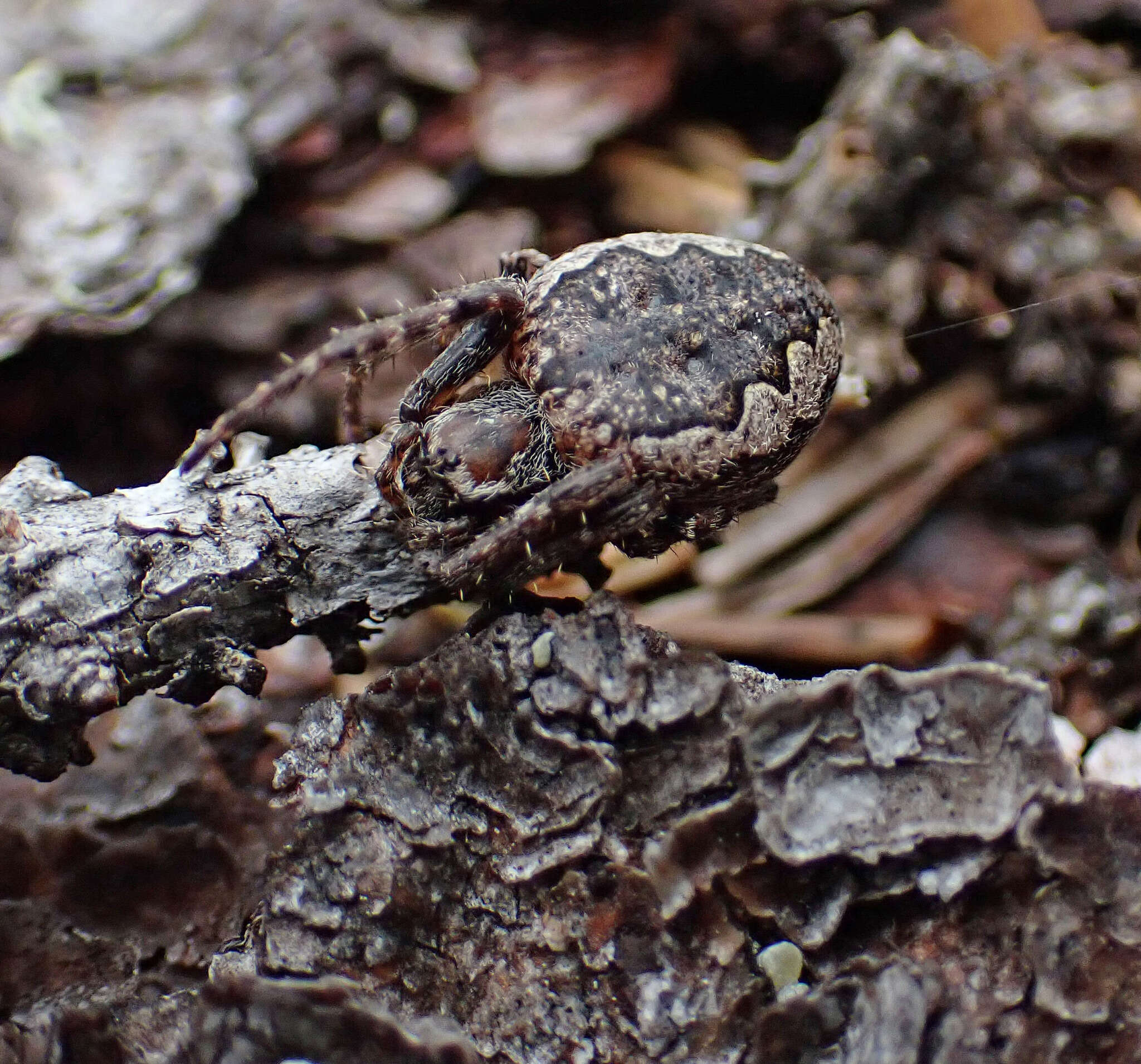 Image of Nuctenea silvicultrix (C. L. Koch 1835)