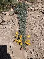 Image of Tropaeolum polyphyllum Cav.