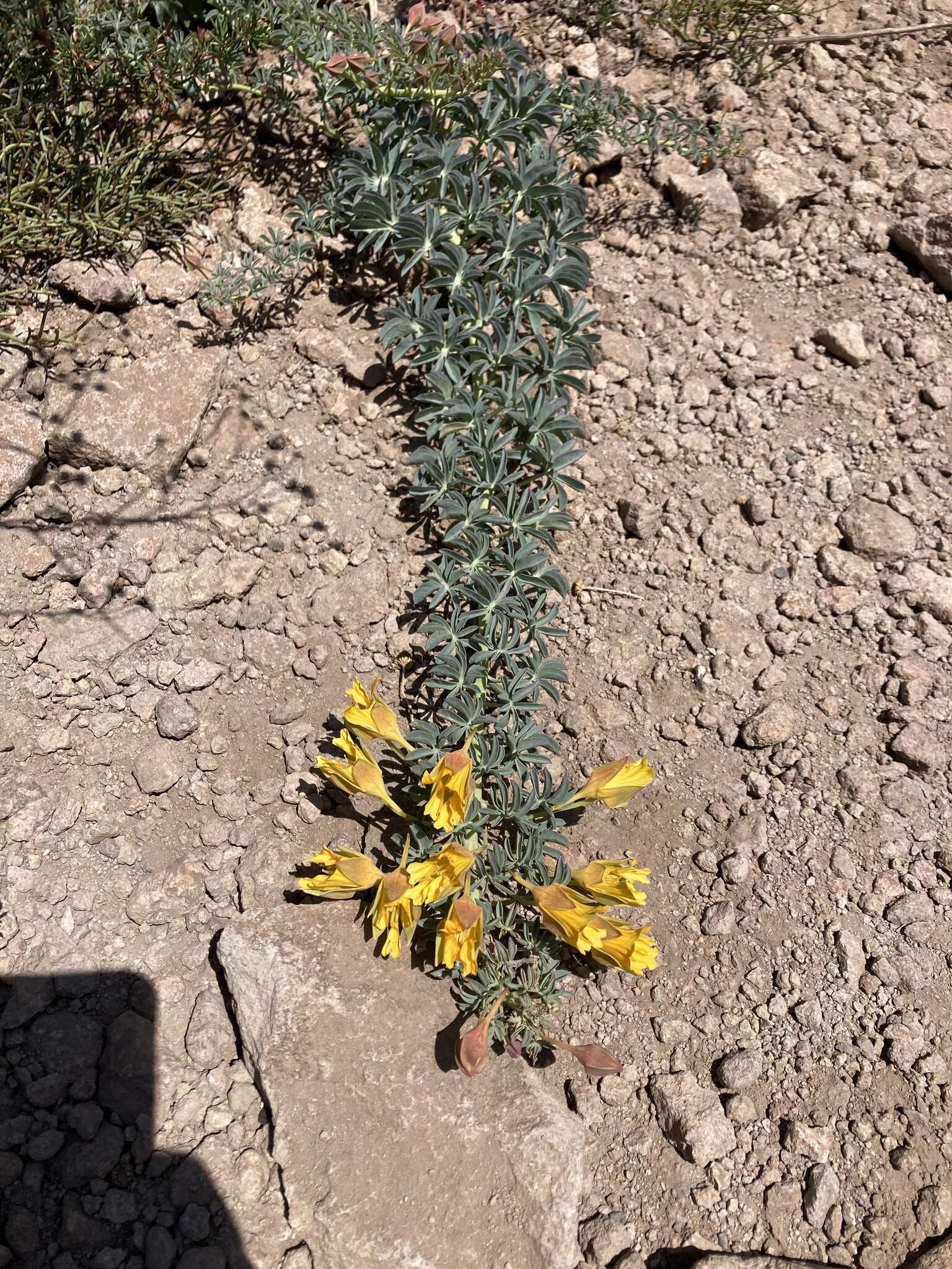 Image of Tropaeolum polyphyllum Cav.