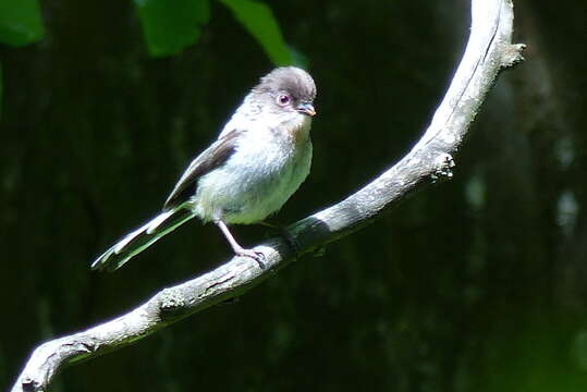 صورة Aegithalos caudatus alpinus (Hablizl 1783)