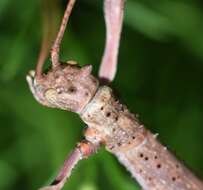 Image of Haplopus scabricollis (Gray & G. R. 1835)