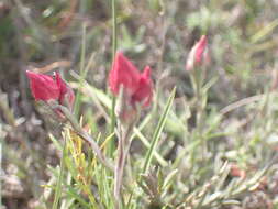 Image of Achyranthemum affine (Less.) N. G. Bergh