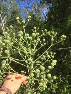 Image of Eryngium horridum Malme