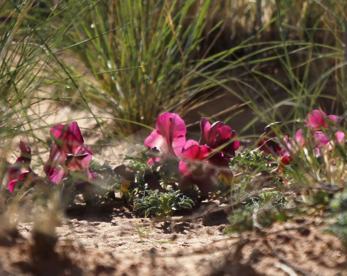 Image de Harpagophytum procumbens subsp. procumbens