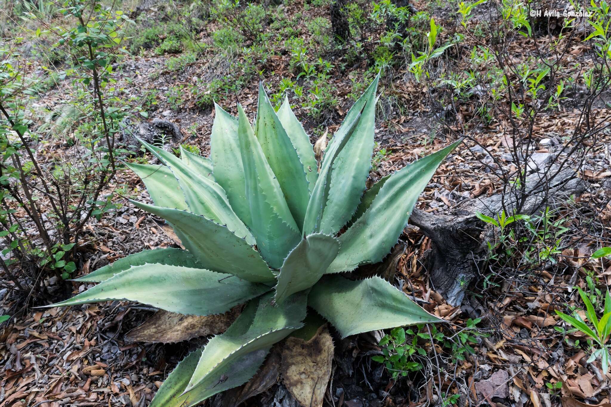 Image of Agave shrevei Gentry