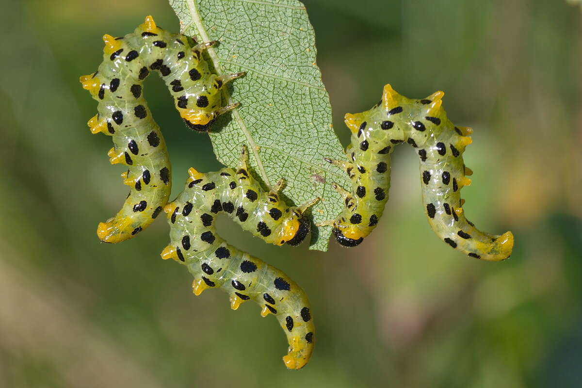 Image of <i>Nematus septentrionalis</i>