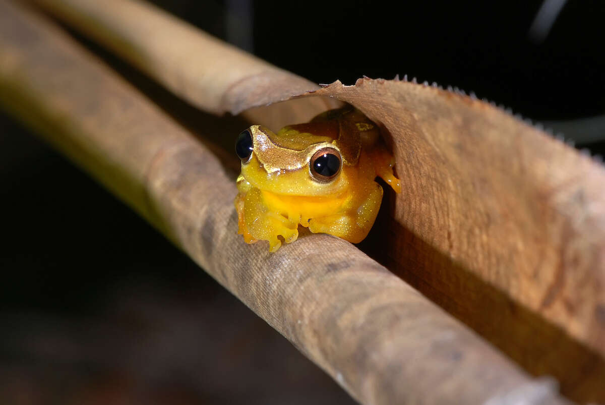 Imagem de Dendropsophus elegans (Wied-Neuwied 1824)