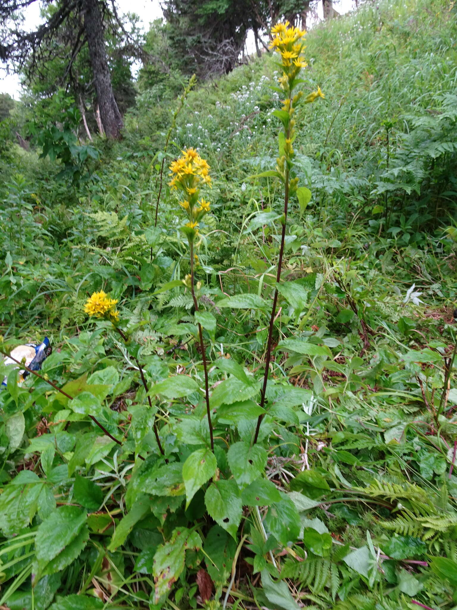 Image of largeleaf goldenrod