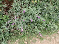 Sivun Salvia leucantha Cav. kuva