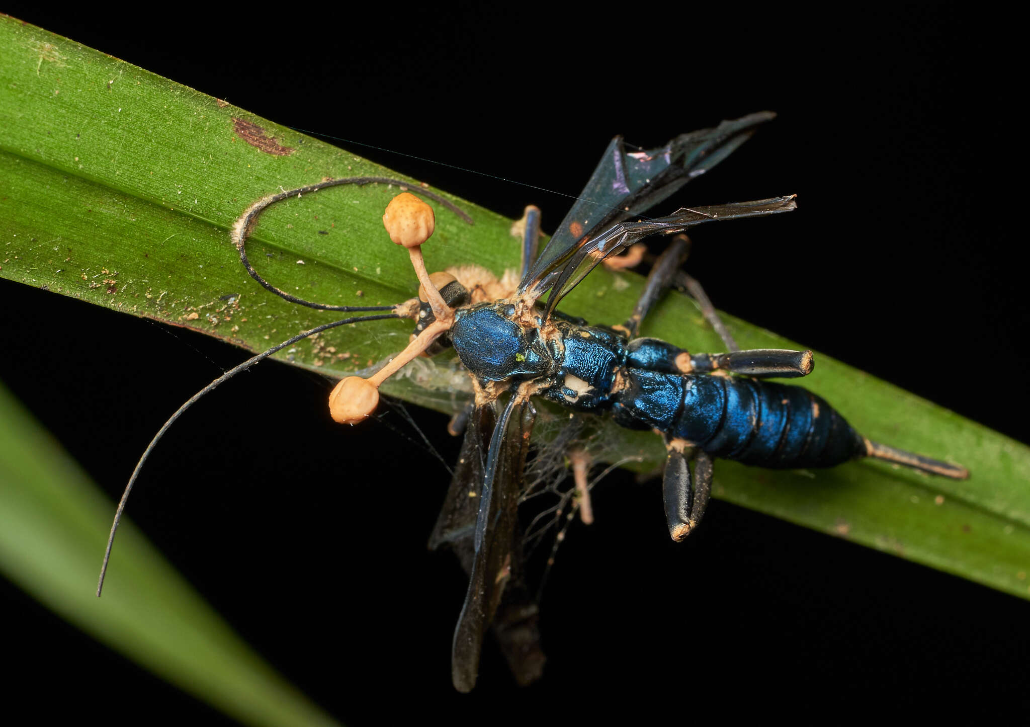 Image of Ophiocordyceps sphecocephala (Klotzsch ex Berk.) G. H. Sung, J. M. Sung, Hywel-Jones & Spatafora 2007