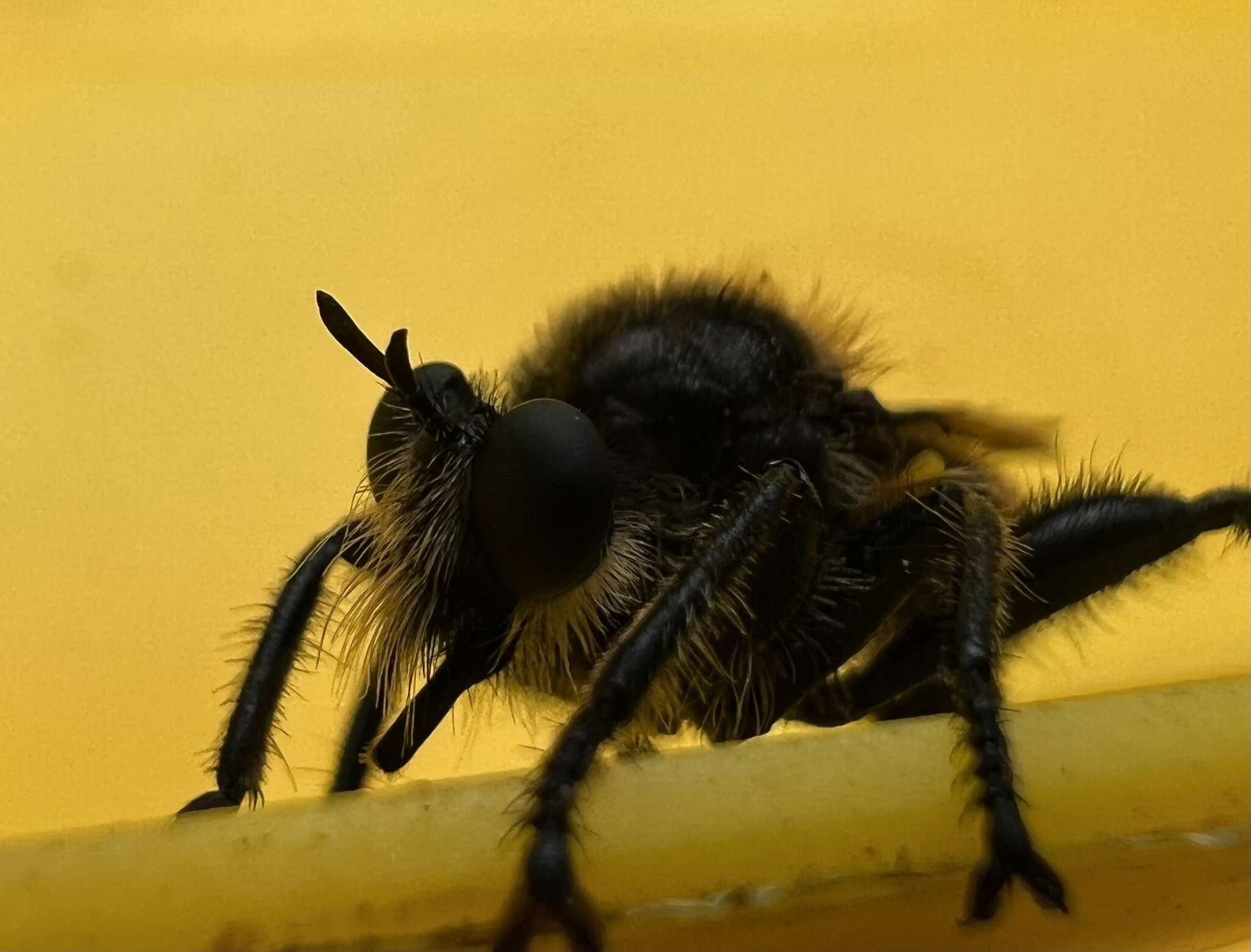 Image of Laphria partitor (Banks 1917)