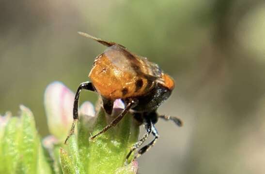 Image of Ripiphorus mutchleri Rivnay 1929