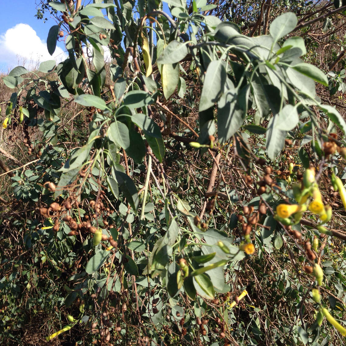 Image of tree tobacco