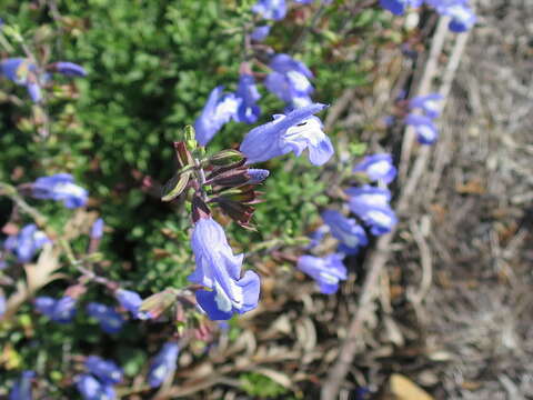 Imagem de Salvia muirii L. Bolus