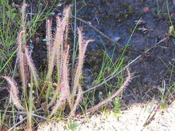 Image de Drosera filiformis Raf.