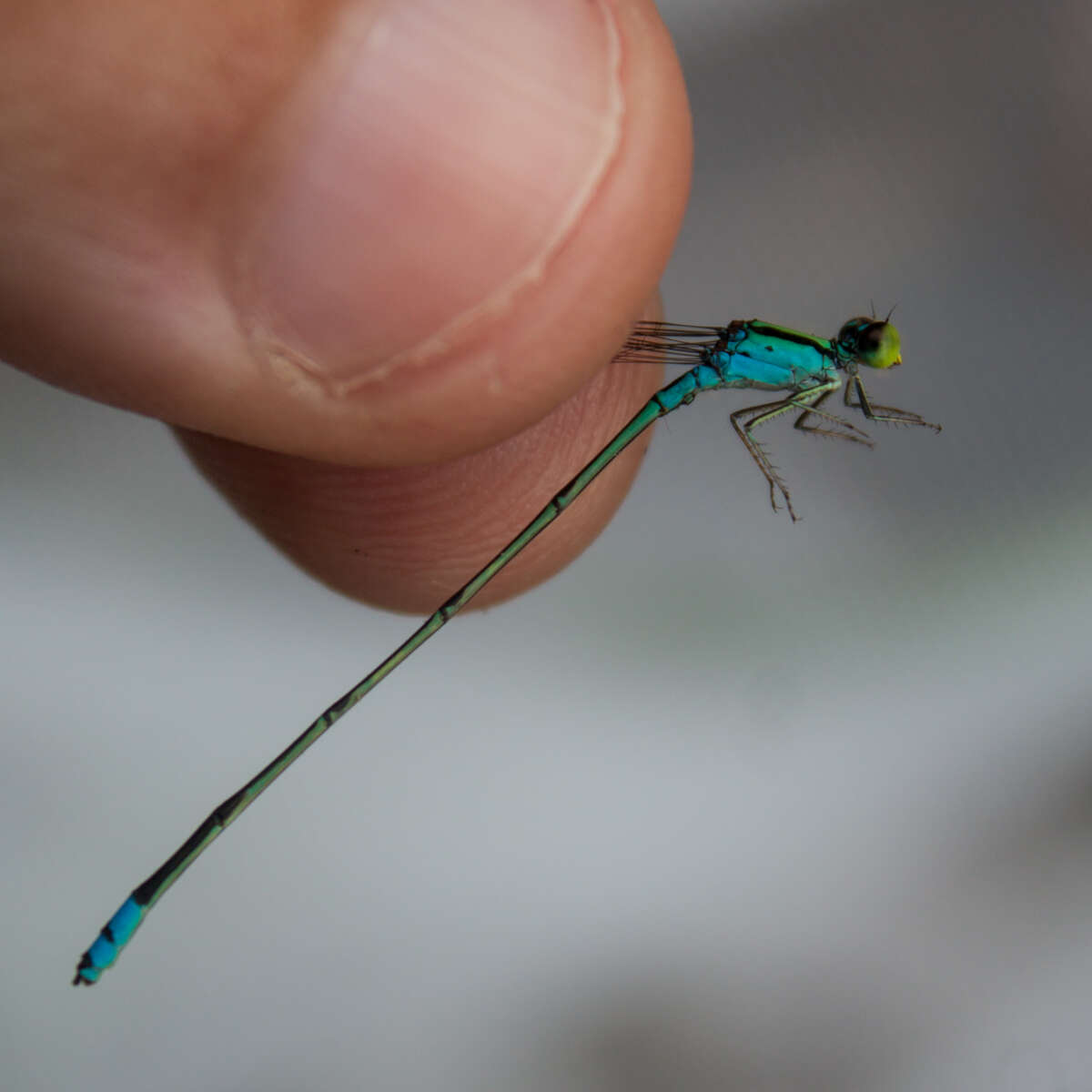 Image of Pseudagrion williamsoni Fraser 1922