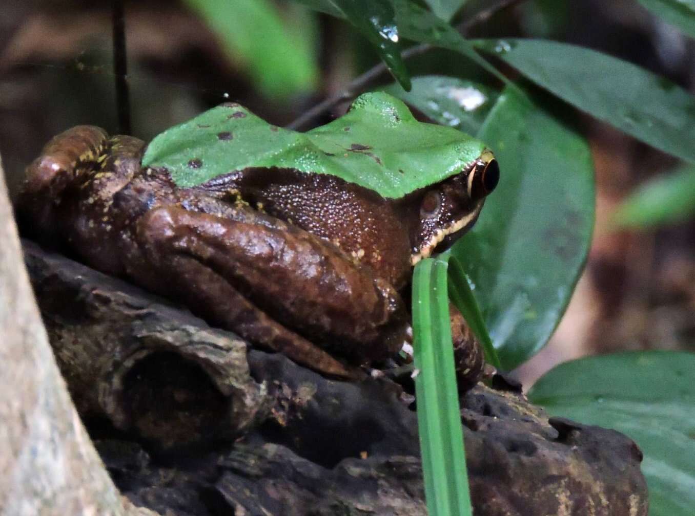 Image of large odorous frog