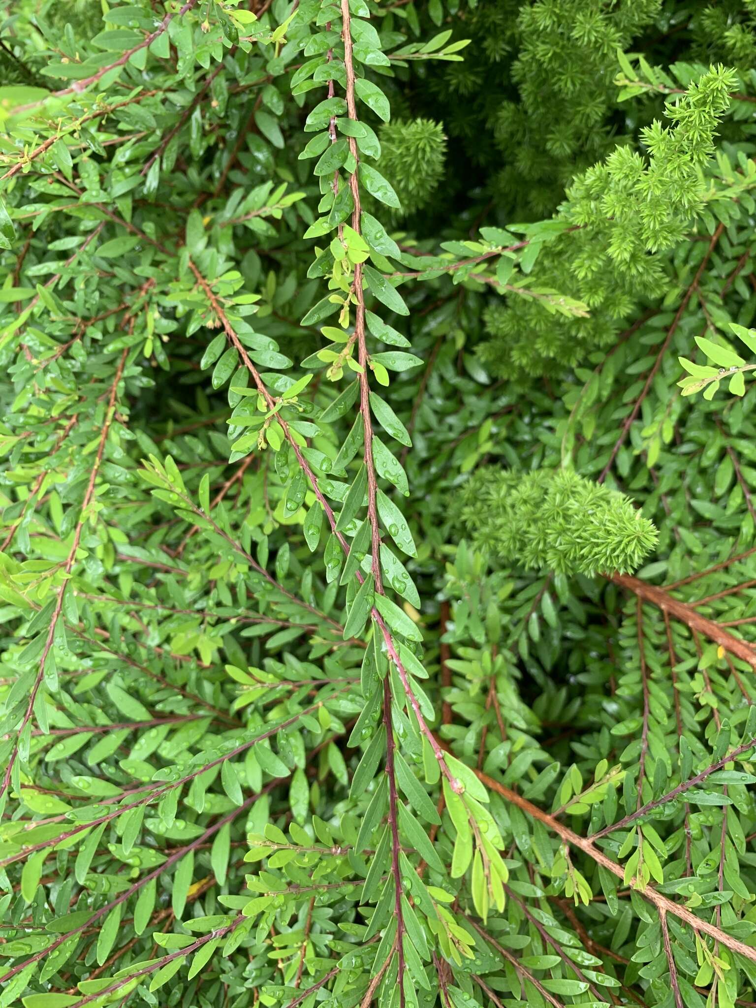 Image of Phyllanthus myrtifolius (Wight) Müll. Arg.