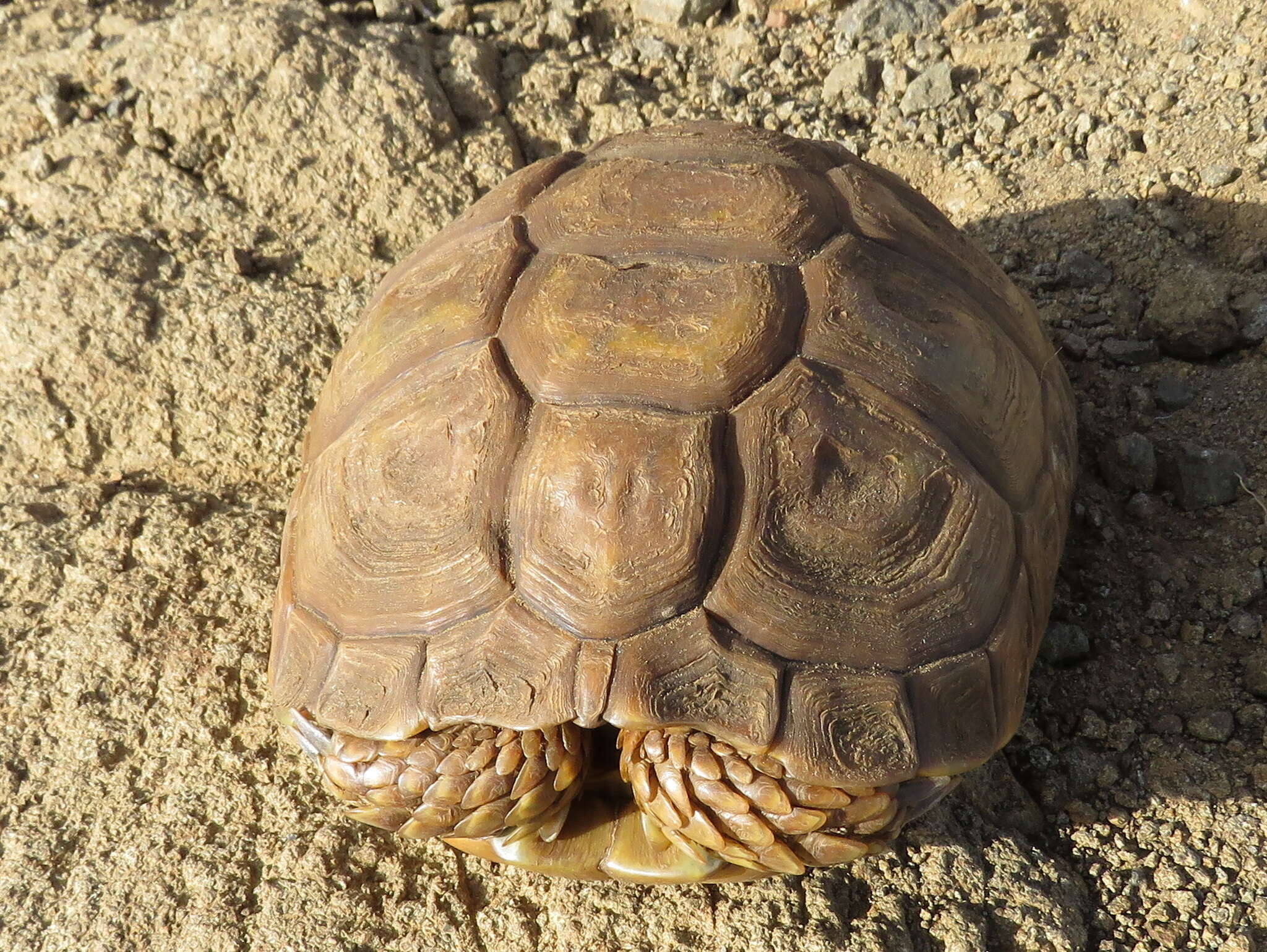 Image of Karroo Tortoise