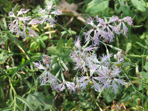 Image of Dianthus superbus subsp. stenocalyx (Trautv.) Kleopow