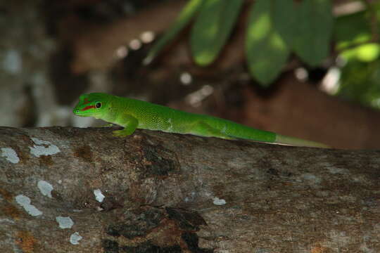 Plancia ëd Phelsuma grandis Gray 1870