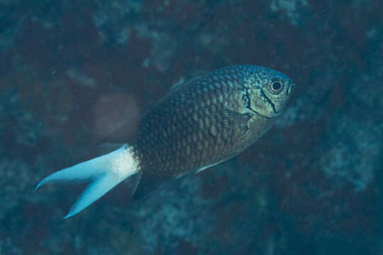 Image of Pale-tail chromis