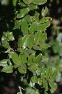 Image of Diospyros scabrida (Harv. ex Hiern) De Winter