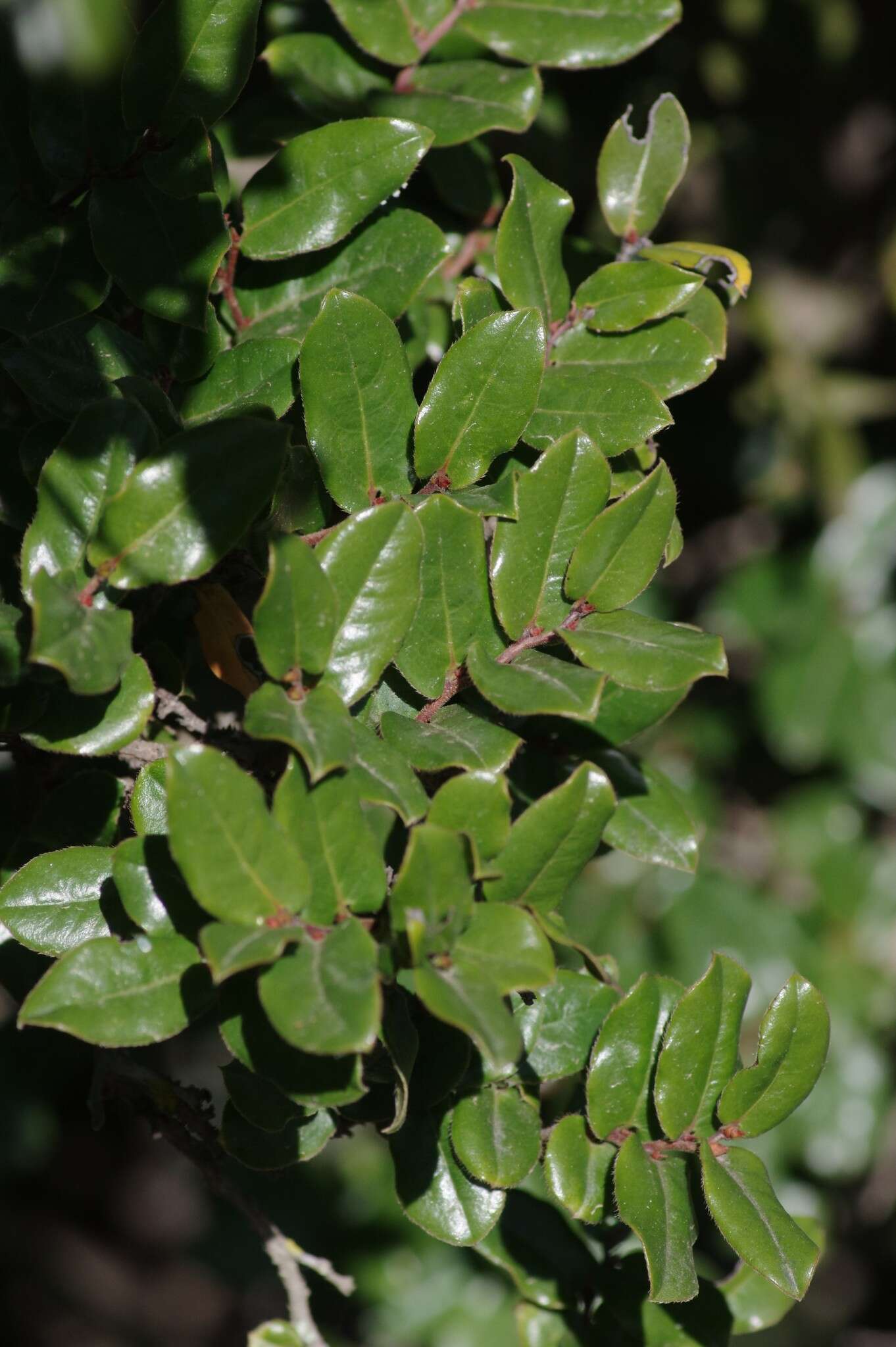 Image of Diospyros scabrida (Harv. ex Hiern) De Winter