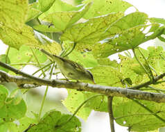 Image of Blyth's Leaf Warbler