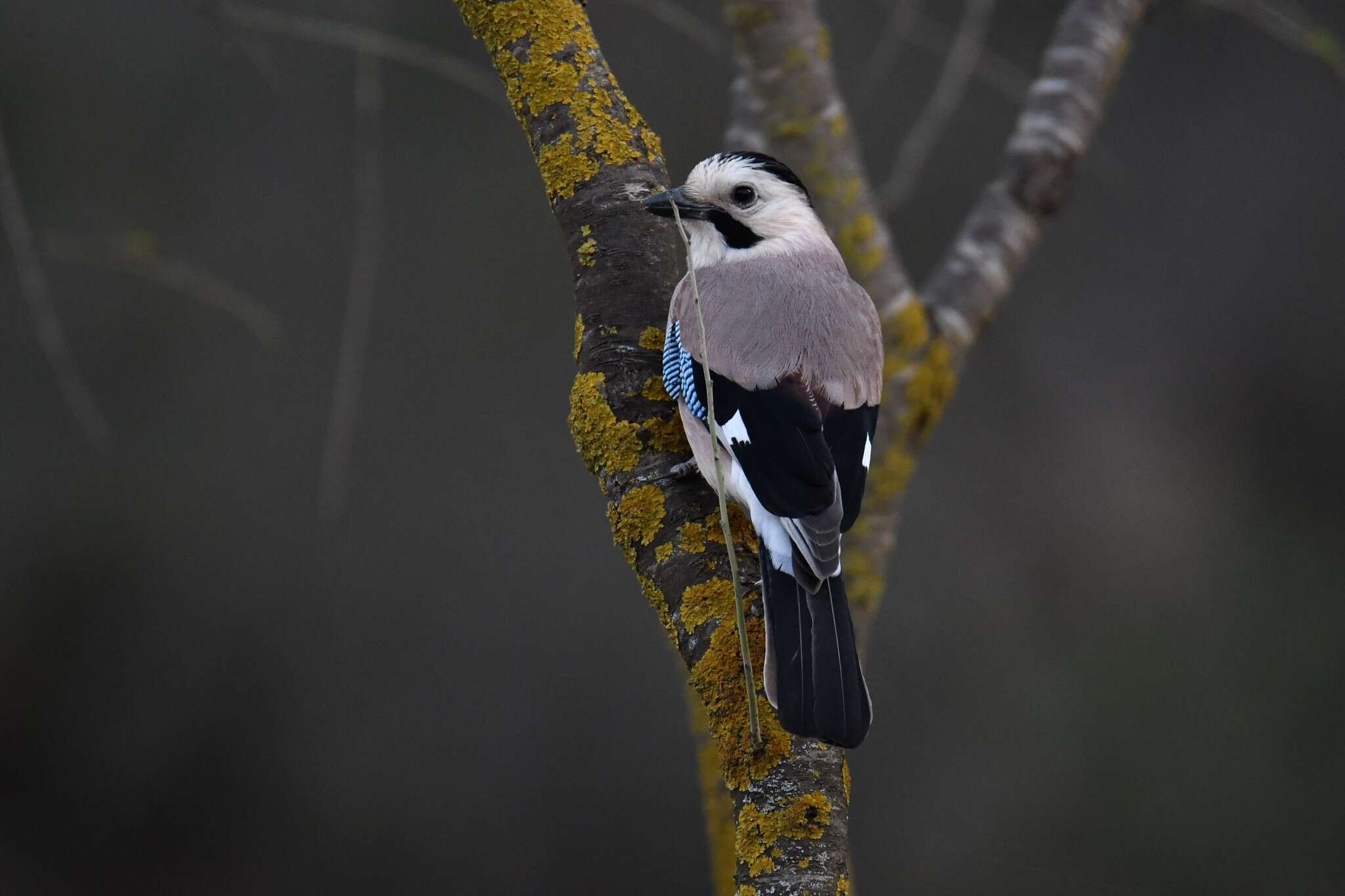 Image de Garrulus glandarius atricapillus Geoffroy Saint-Hilaire & I 1832