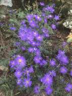 Image of largeflower aster