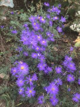 Image of largeflower aster