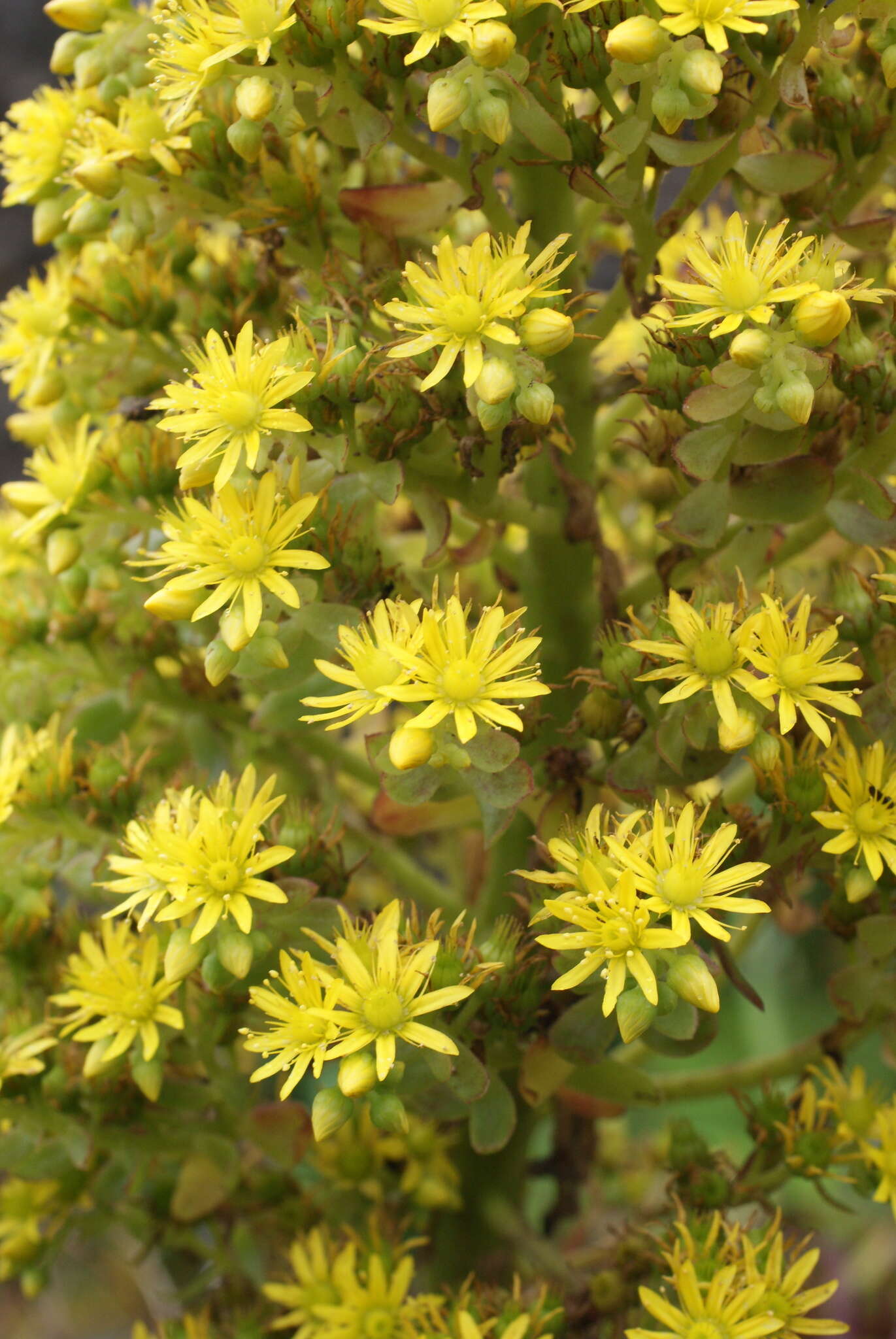 Image of Aeonium arboreum subsp. holochrysum (H. Y. Liu) Bañares