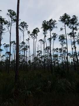 Image of Pinus elliottii var. densa Little & K. W. Dorman