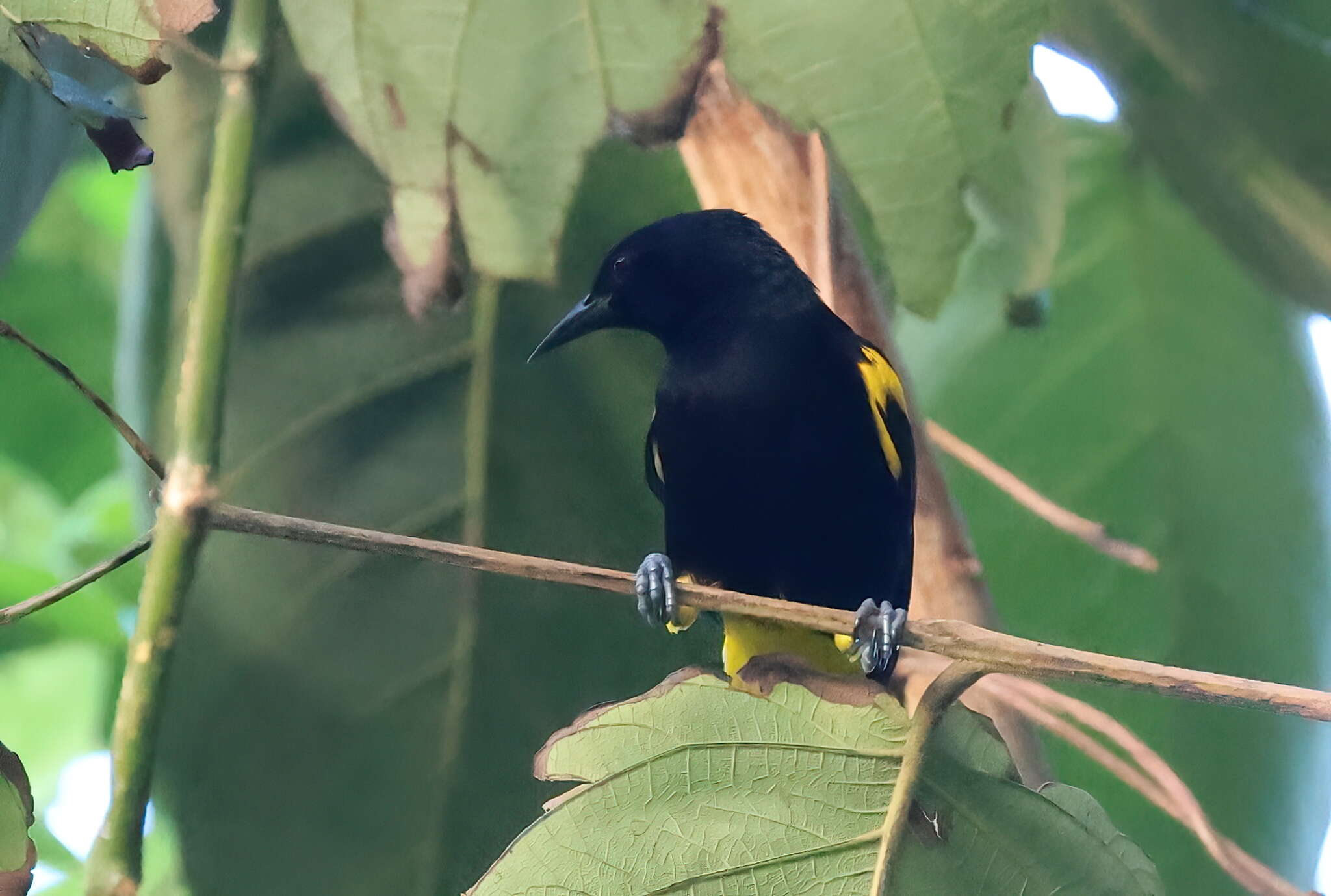 Image of Puerto Rican Oriole