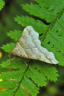 صورة Phalaenophana pyramusalis (Walker 1859)