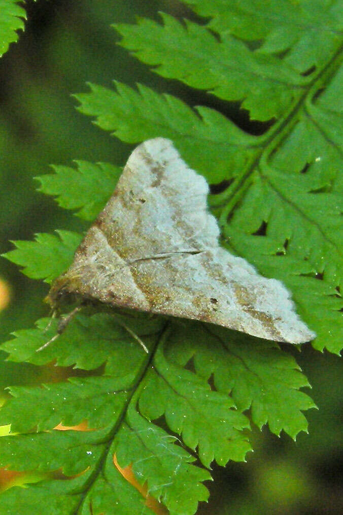 صورة Phalaenophana pyramusalis (Walker 1859)