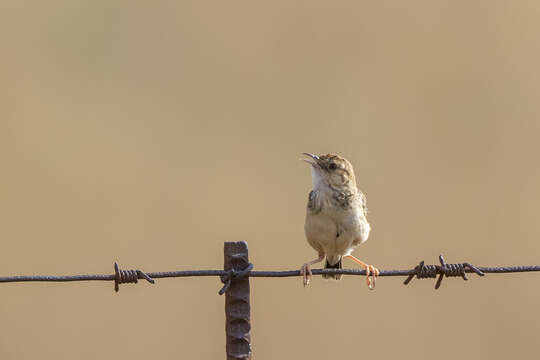 Слика од Cisticola textrix major (Roberts 1913)