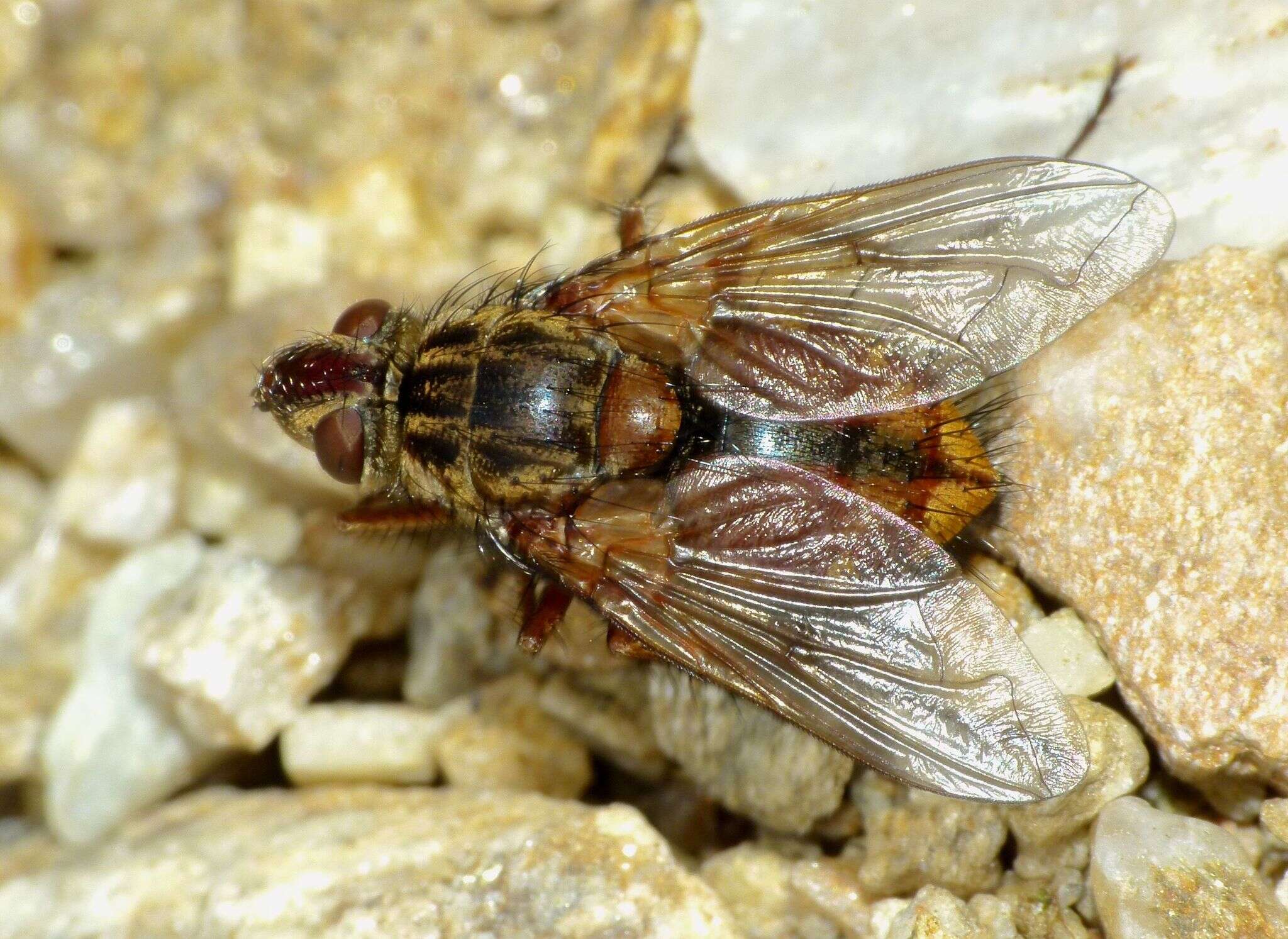 Image of Peremptor kumaraensis (Miller 1913)