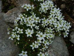 Image de Arenaria ciliata L.