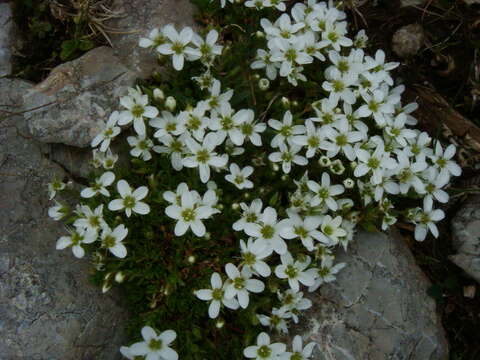 Image of Fringed sandwort