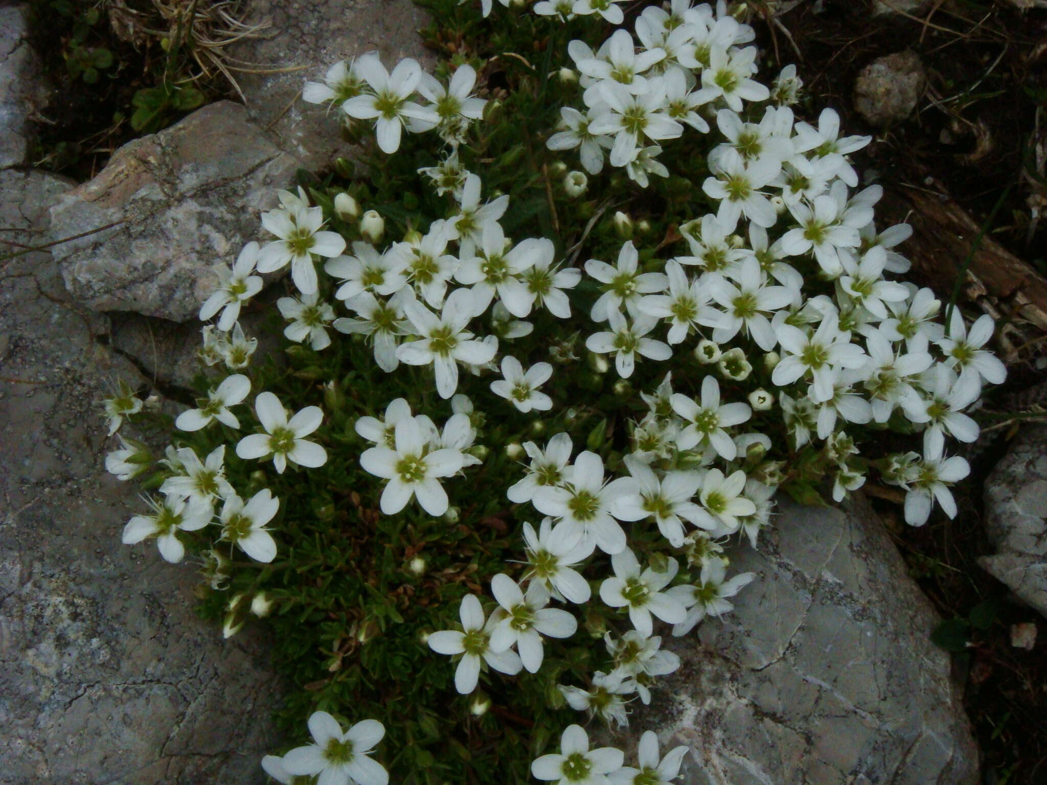 Image de Arenaria ciliata L.