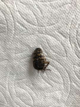 Image of Cockroach