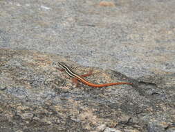 Imagem de Ophisops leschenaultii (Milne-edwards 1829)