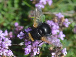 Image of giant tachinid fly